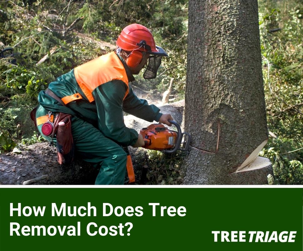 How Much Does Tree Removal Cost The Average Homeowner?