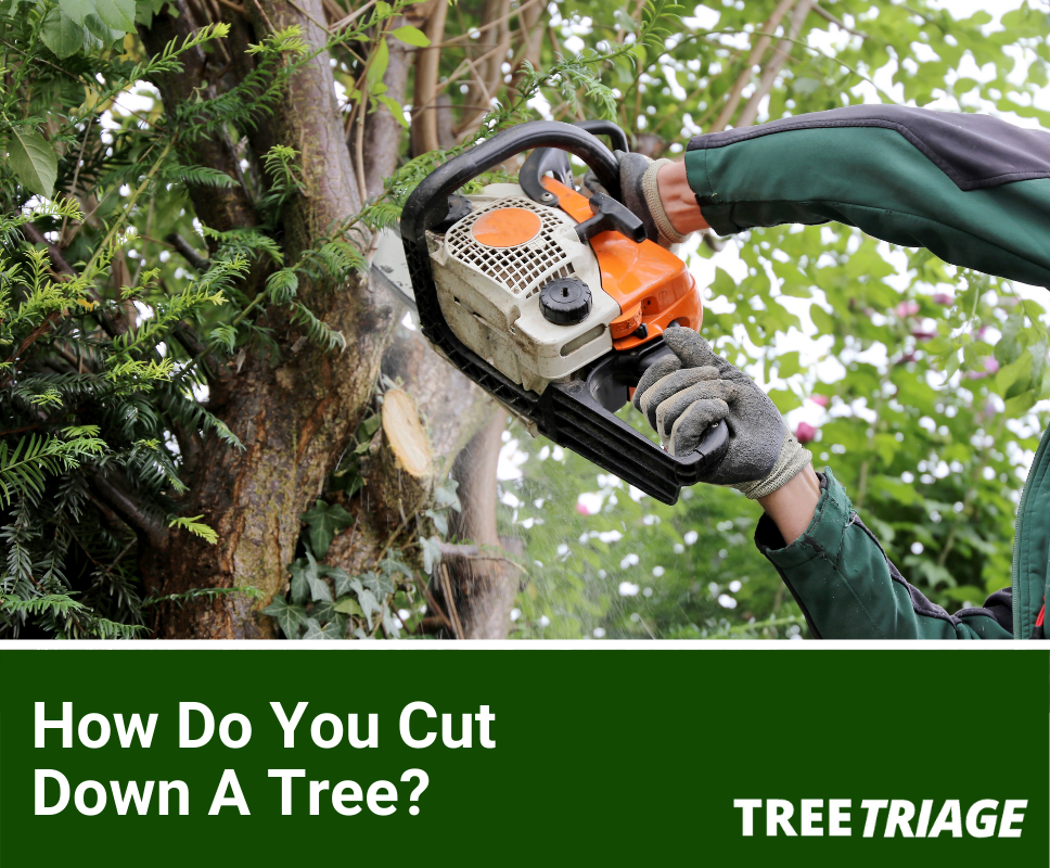 How Do You Cut Down A Tree?