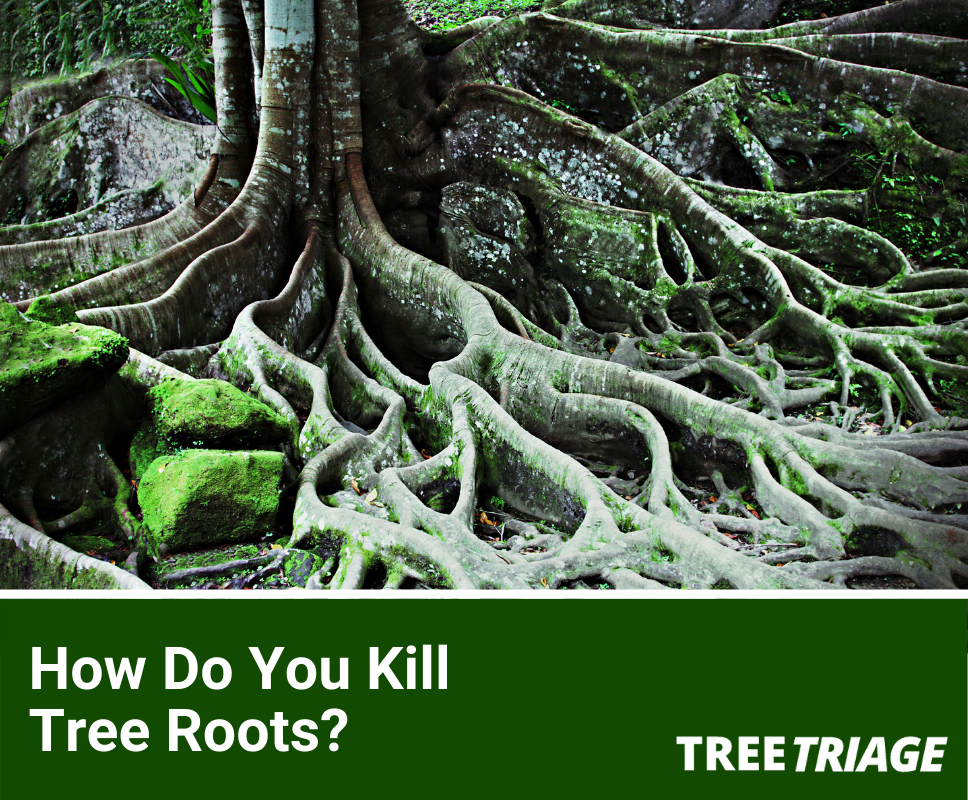 How Do You Kill A Tree's Roots?