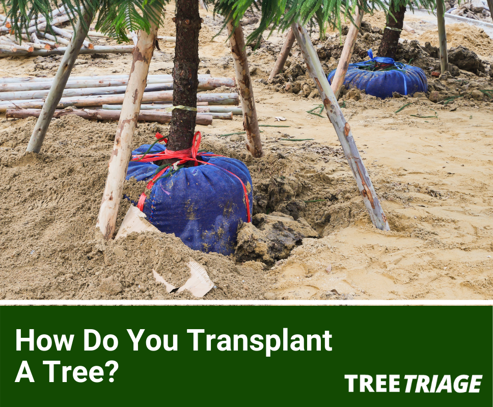 How Do You Transplant A Tree?