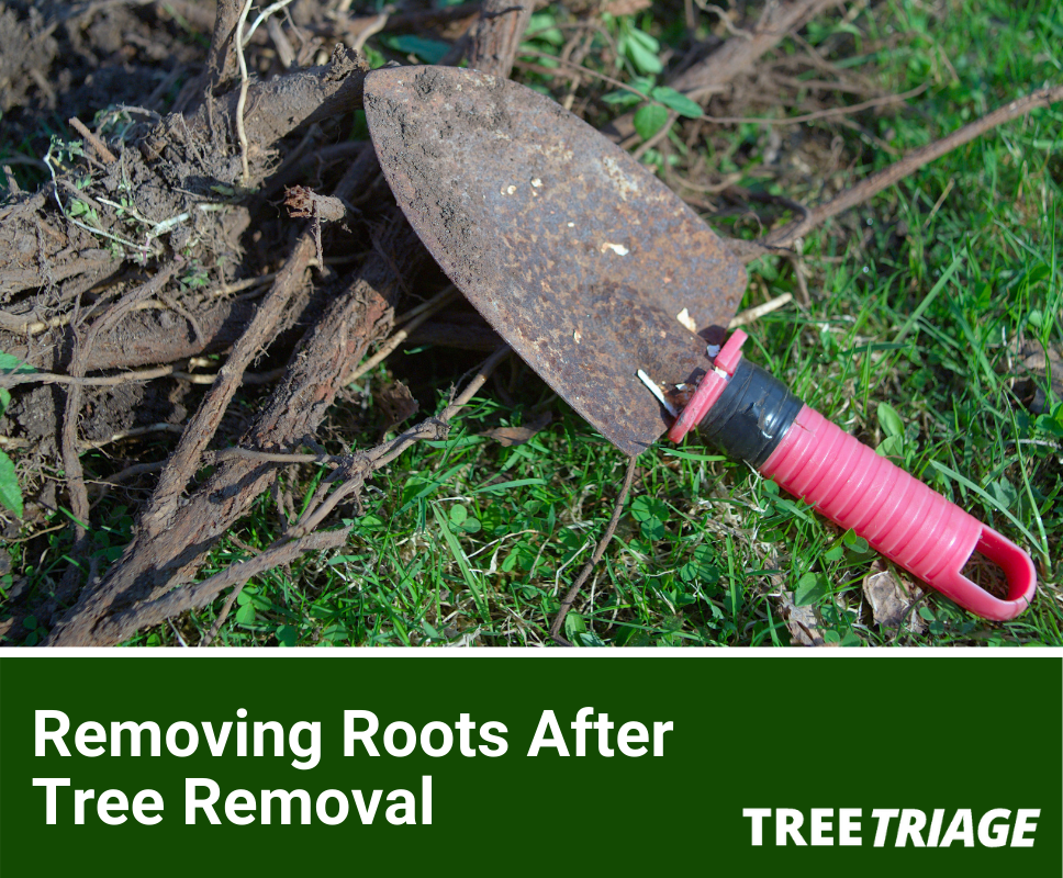 How To Remove A Tree S Roots After Tree Removal