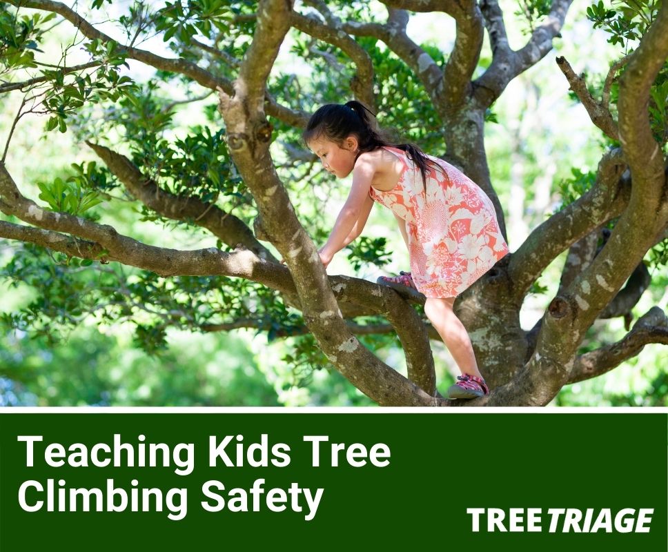 tree climbing safety for kids
