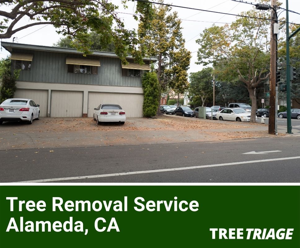 Tree Removal Service Alameda, CA-1