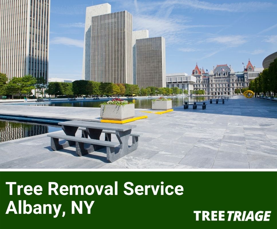 Tree Removal Service Albany, NY-1