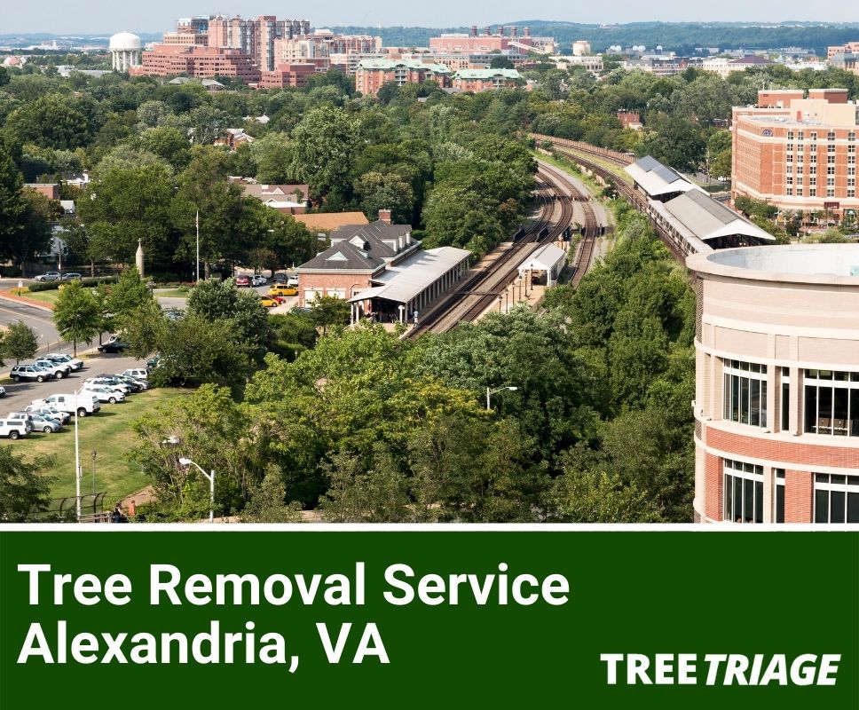 Tree Removal Service Alexandria, VA-1