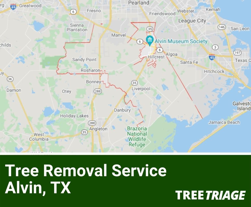 Tree Removal Service Alvin, TX-1