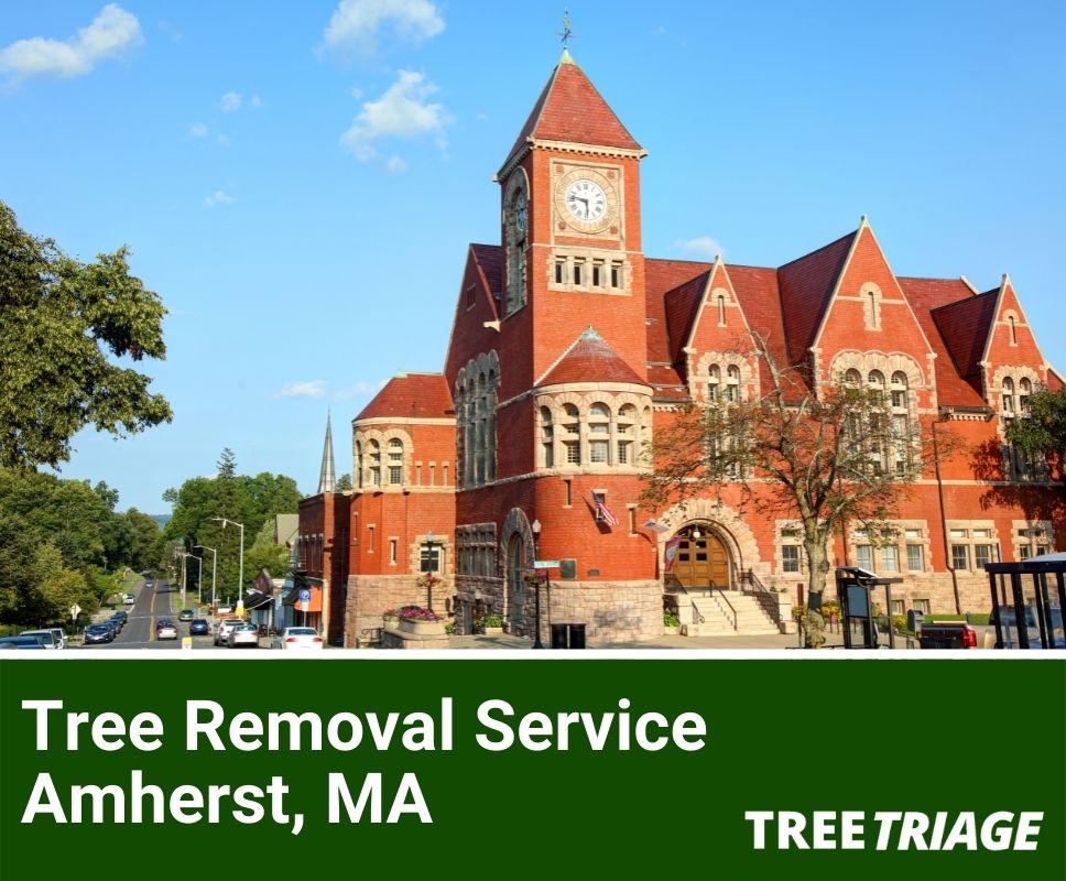 Tree Removal Service Amherst, MA-1