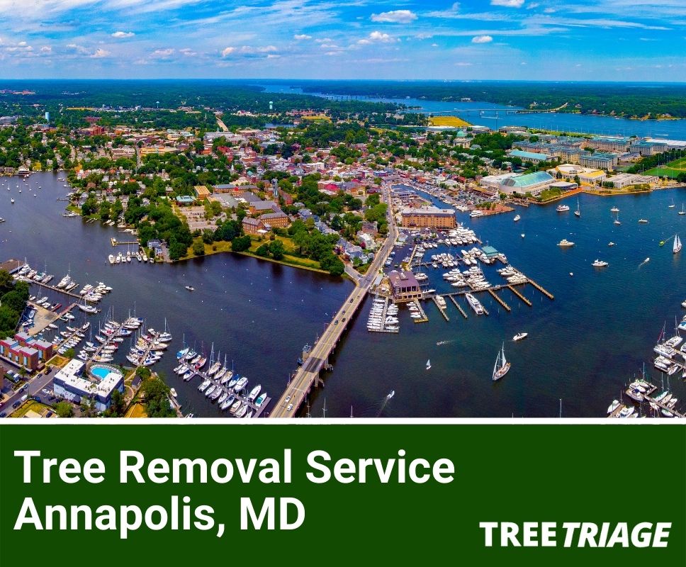 Tree Removal Service Annapolis, MD-1