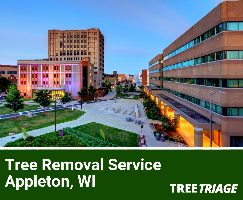 Tree Removal Service Appleton, WI-1