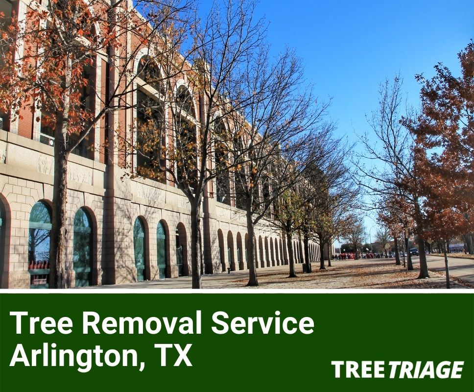 Tree Removal Service Arlington, TX-1