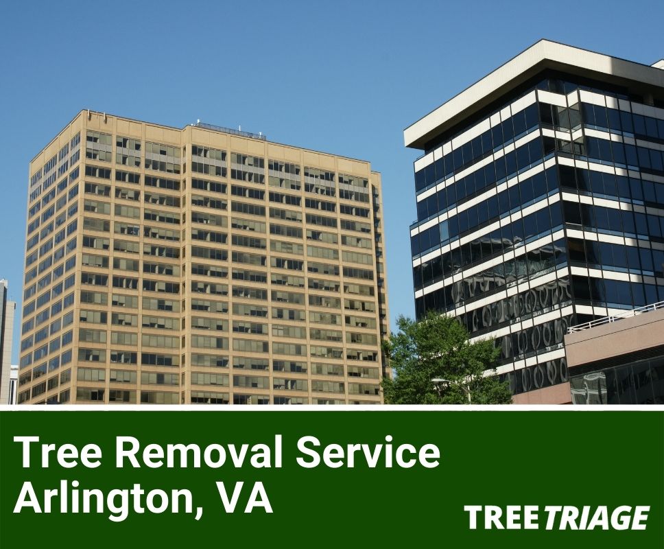 Tree Removal Service Arlington, VA-1