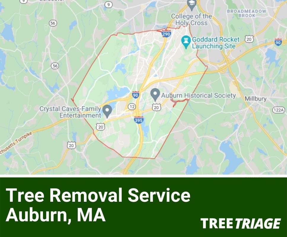 Tree Removal Service Auburn, MA-1