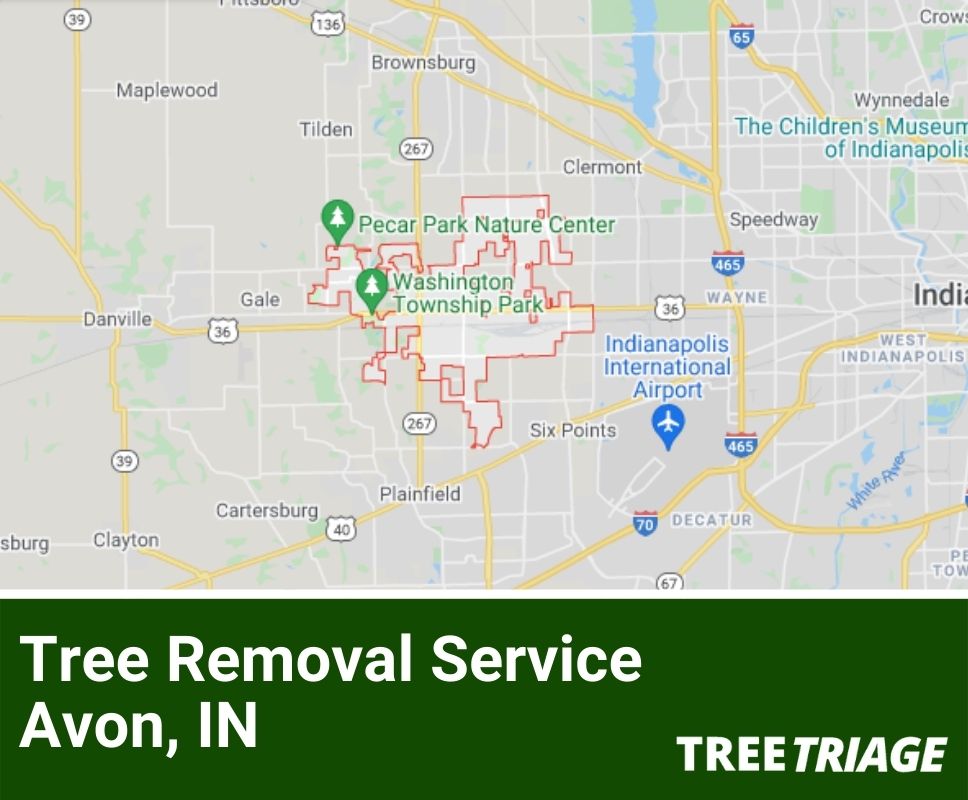 Tree Removal Service Avon, IN-1