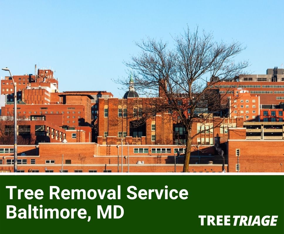 Tree Removal Service Baltimore, MD-1