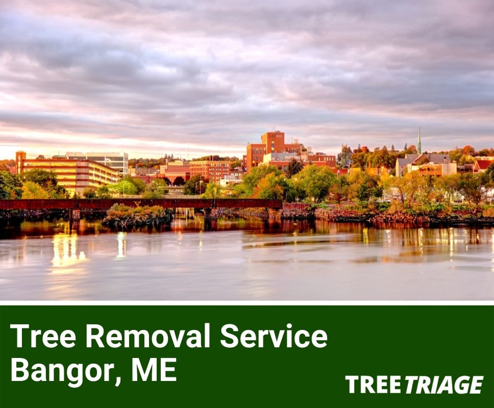 Tree Removal Service Bangor, ME-1