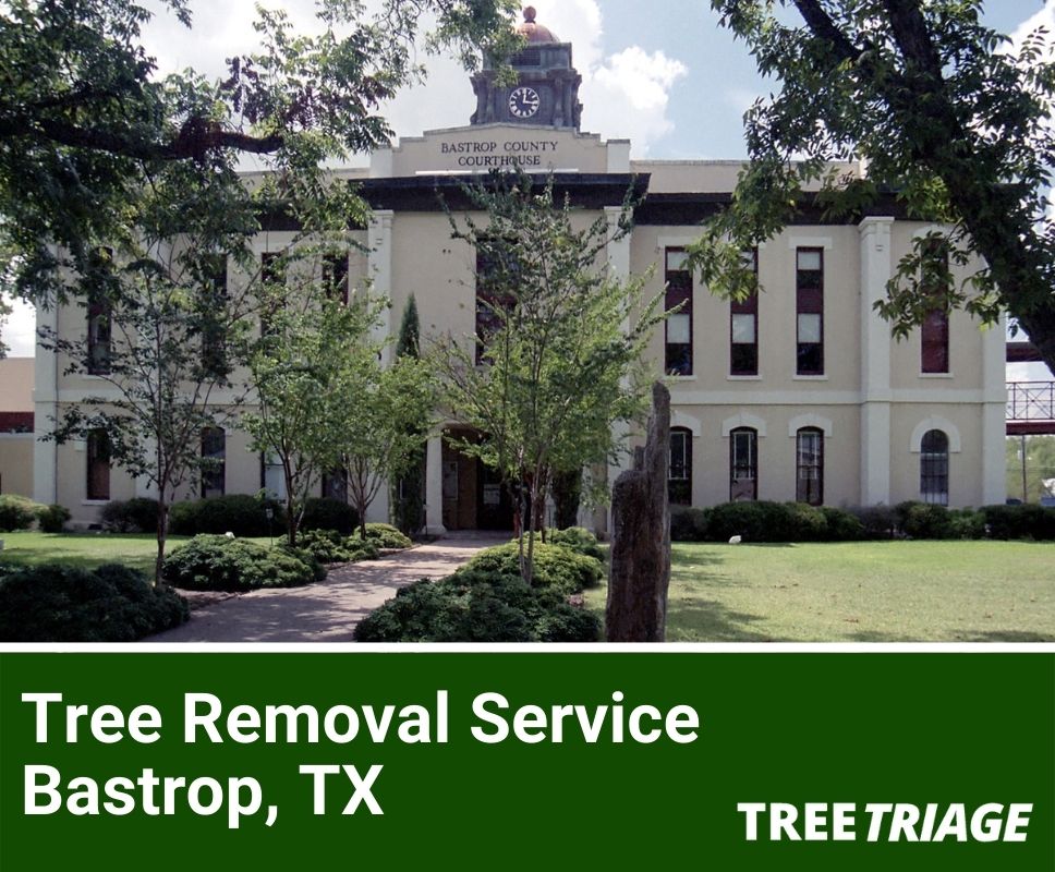 Tree Removal Service Bastrop, TX-1