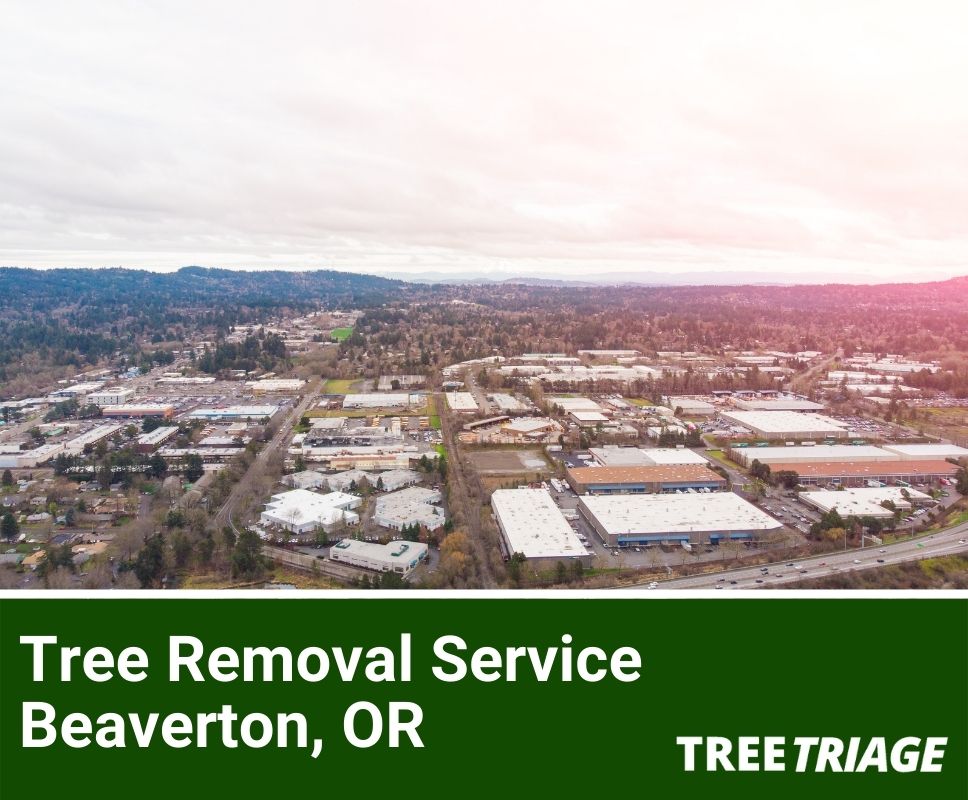 Tree Removal Service Beaverton, OR-1