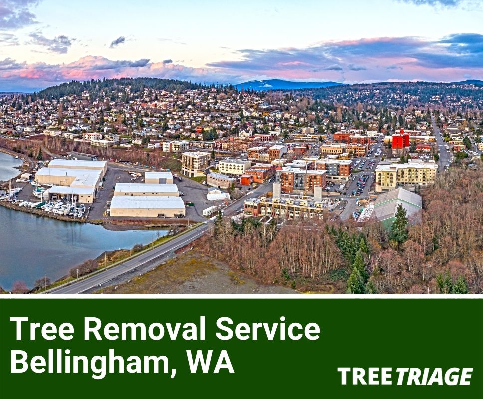 Tree Removal Service Bellingham, WA-1