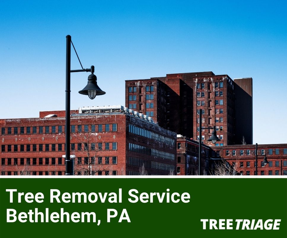 Tree Removal Service Bethlehem, PA-1