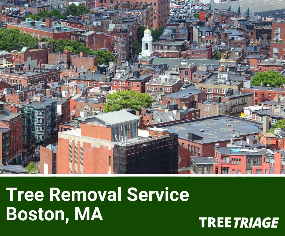Tree Removal Service Boston, MA-1