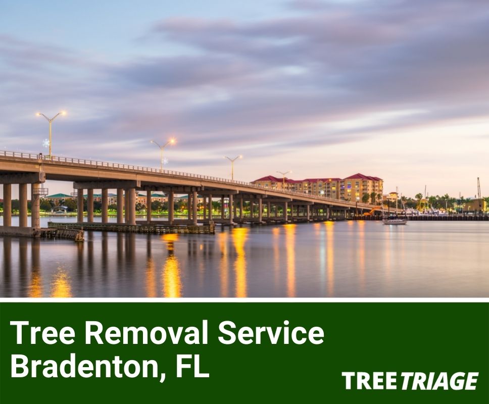 Tree Removal Service Bradenton, FL-1