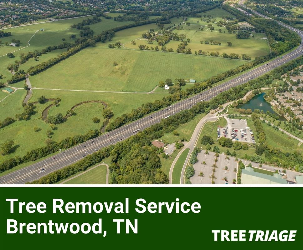 Tree Removal Service Brentwood, TN-1