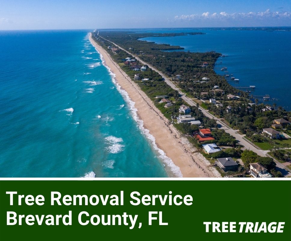 Tree Removal Service Brevard County, FL-1