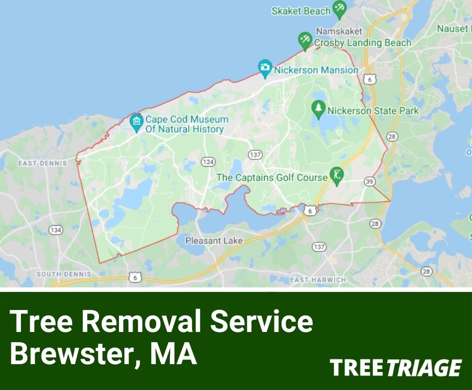 Tree Removal Service Brewster, MA-1