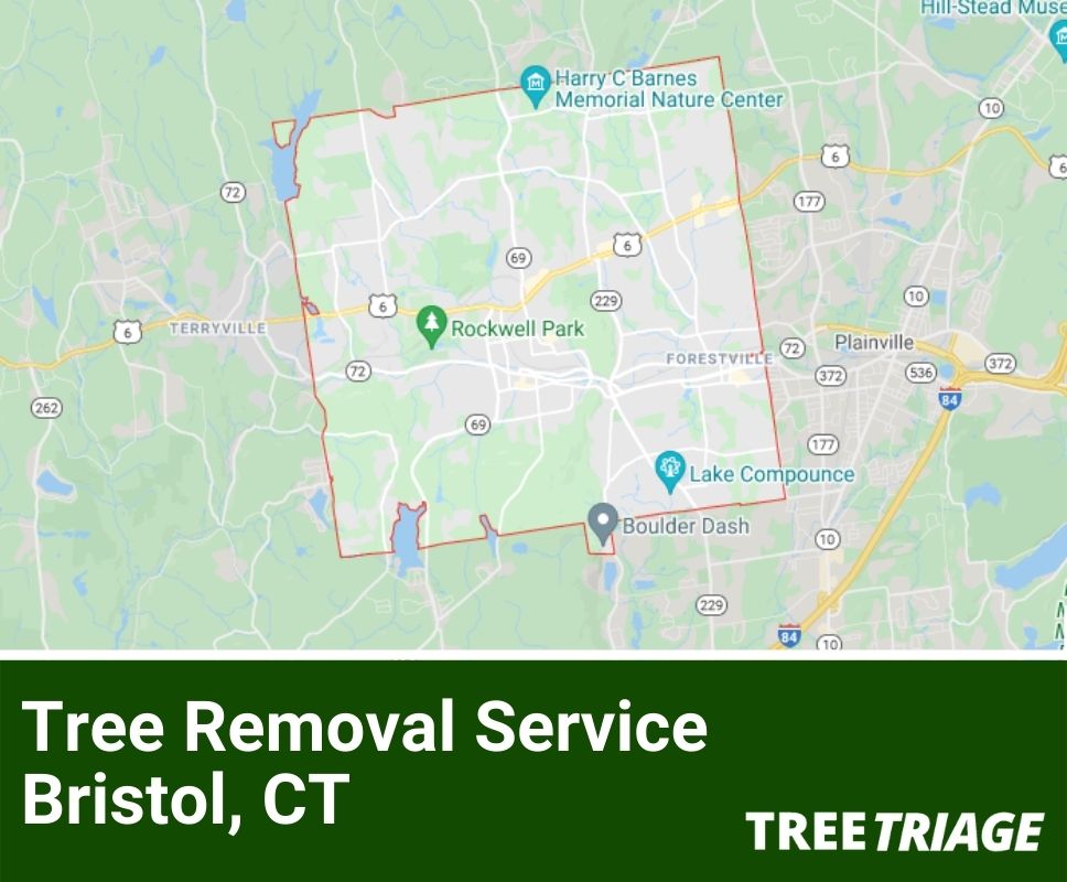 Tree Removal Service Bristol, CT-1