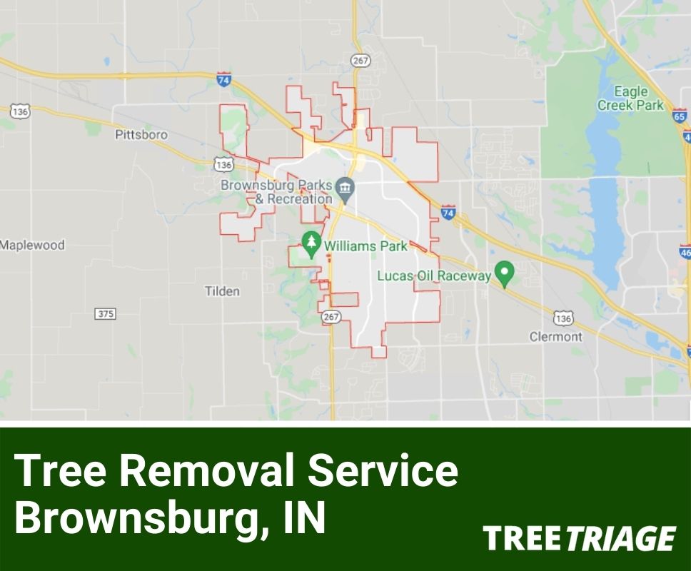 Tree Removal Service Brownsburg, IN-1