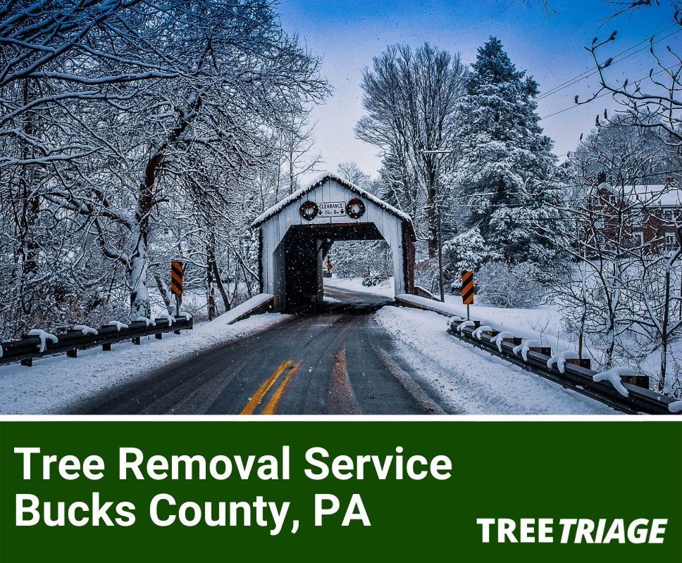 Tree Removal Service Bucks County, PA-2