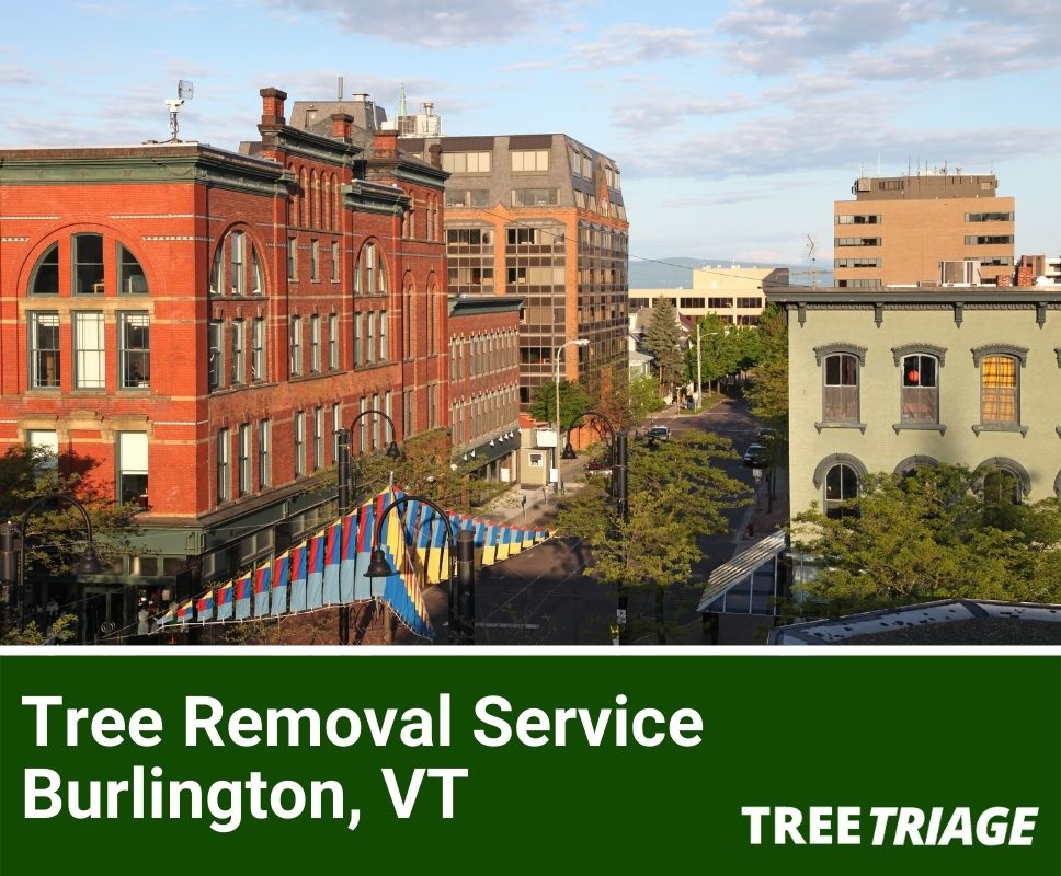 Tree Removal Service Burlington, VT-1