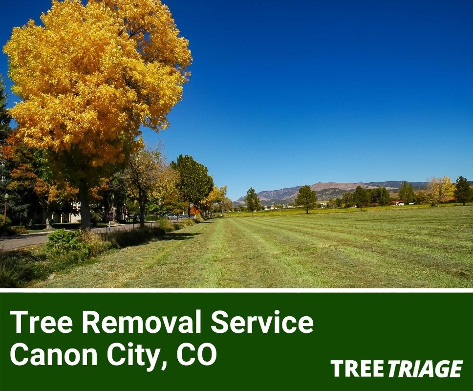 Tree Removal Service Canon City, CO-1