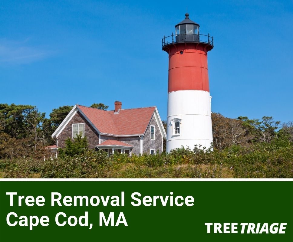 Tree Removal Service Cape Cod, MA-1