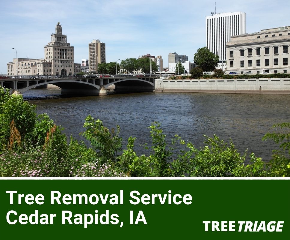 Tree Removal Service Cedar Rapids, IA-1(1)