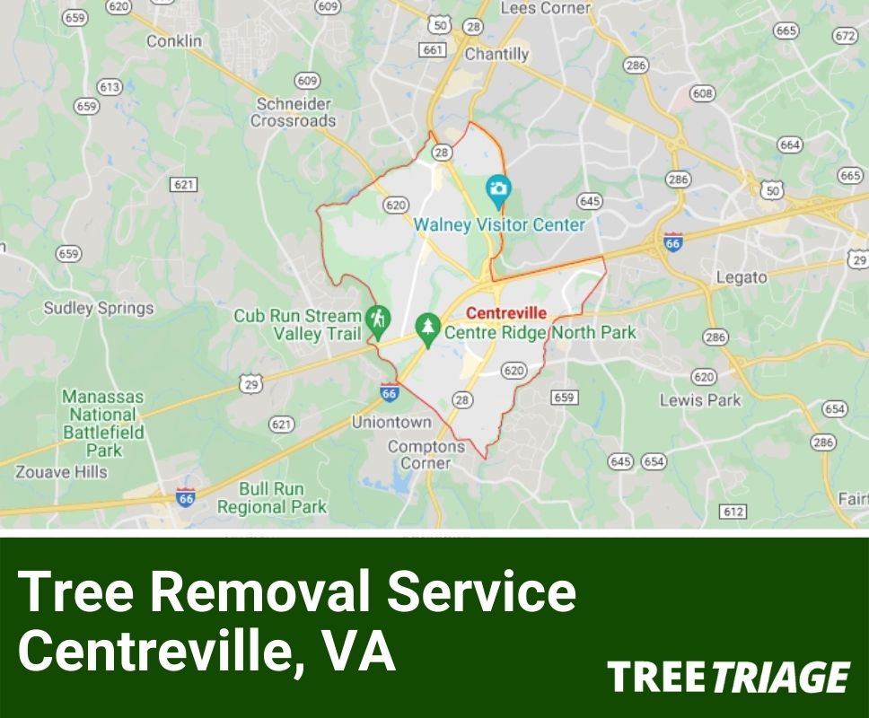 Tree Removal Service Centreville, VA-1(1)