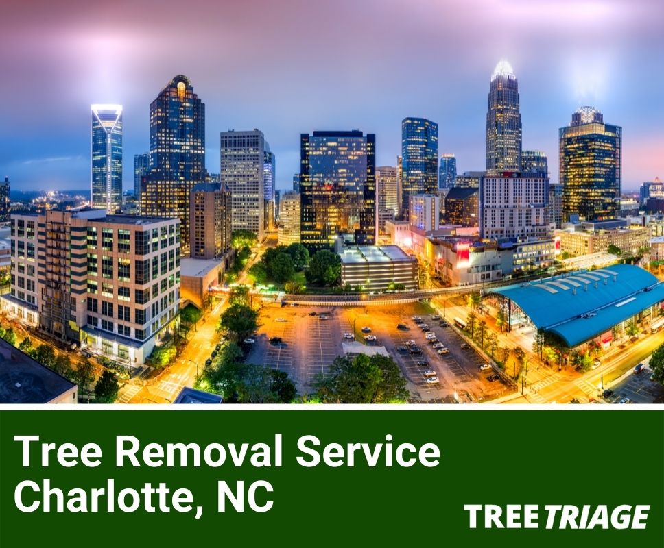 Tree Removal Service Charlotte, NC-1