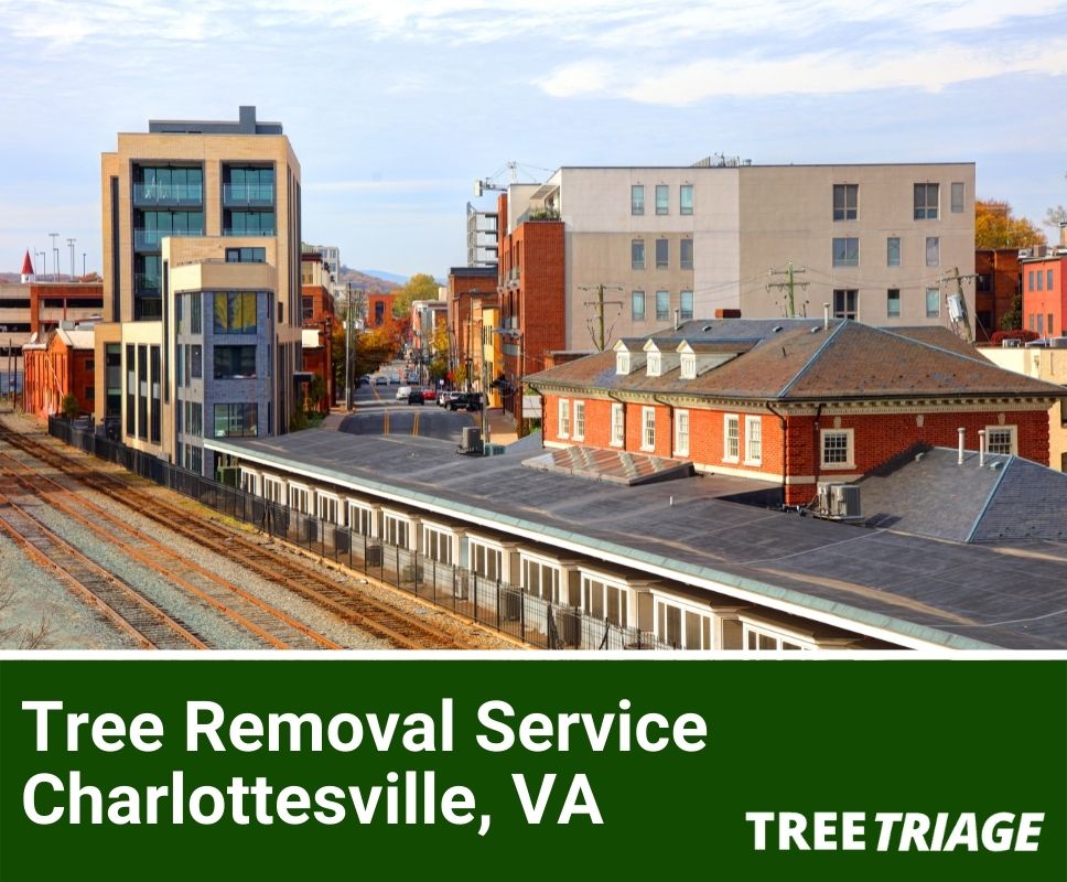 Tree Removal Service Charlottesville, VA-1