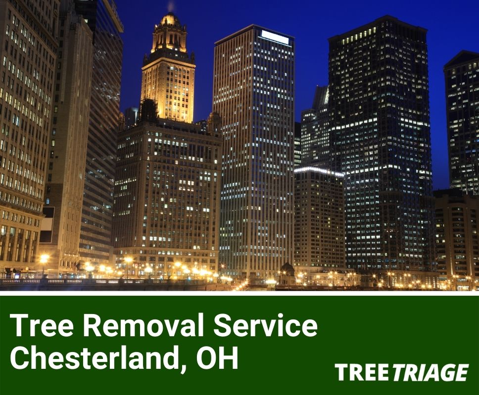 Tree Removal Service Chesterland, OH-1(1)