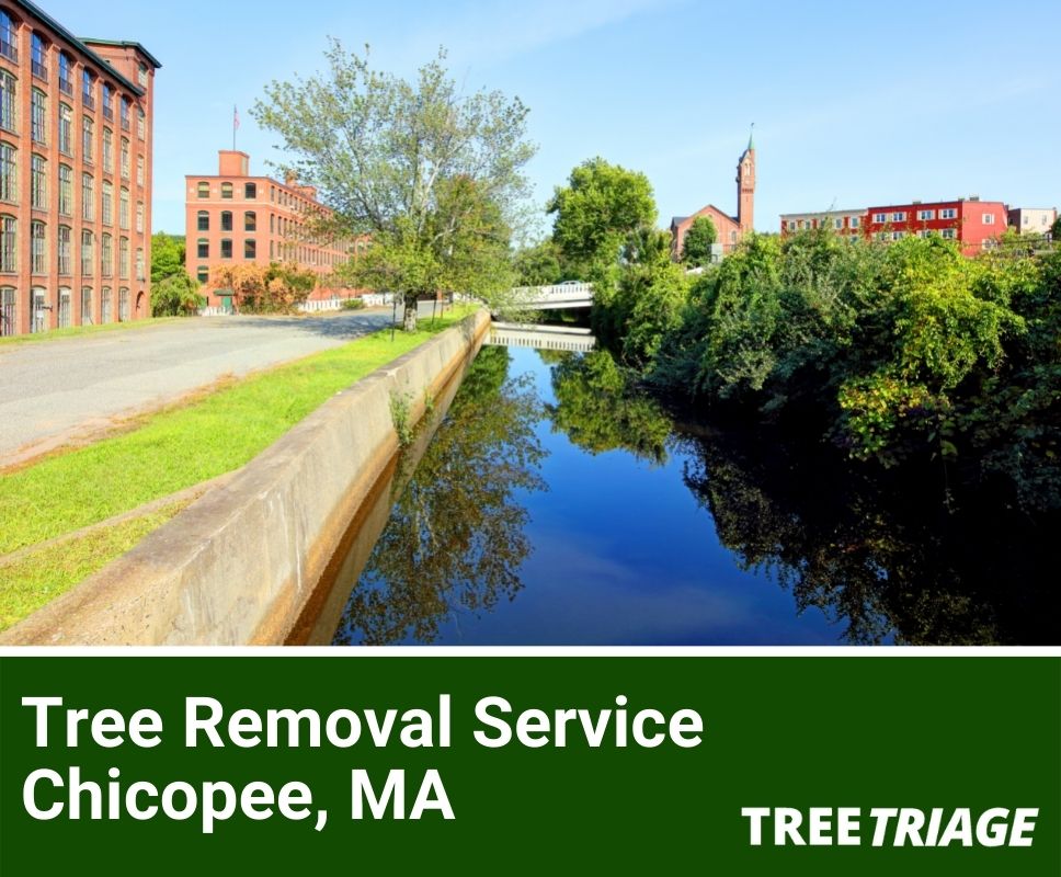 Tree Removal Service Chicopee, MA-1