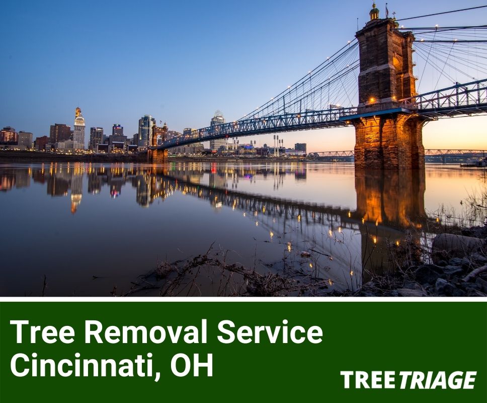 Tree Removal Service Cincinnati, OH-1