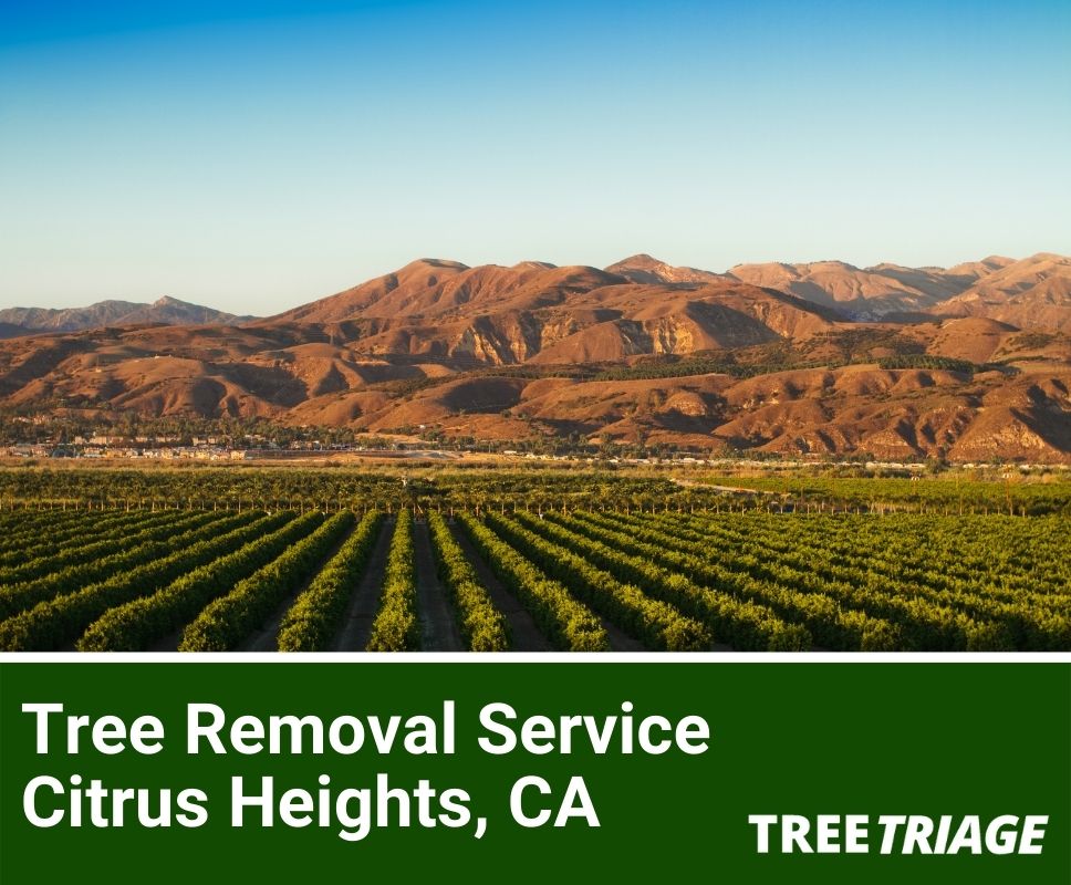 Tree Removal Service Citrus Heights, CA-2