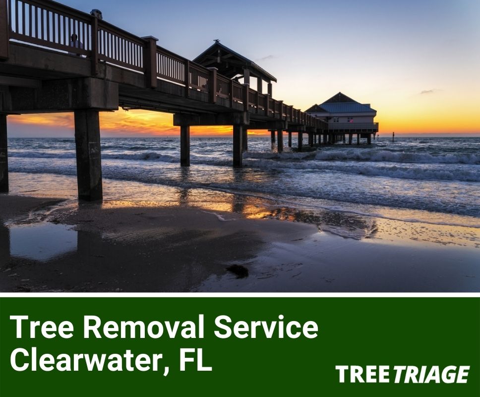 Tree Removal Service Clearwater, FL-1(1)