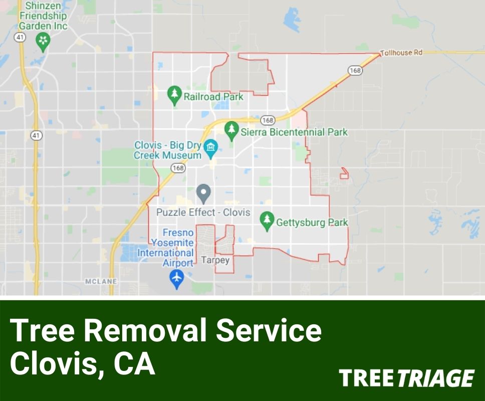 Tree Removal Service Clovis, CA-1