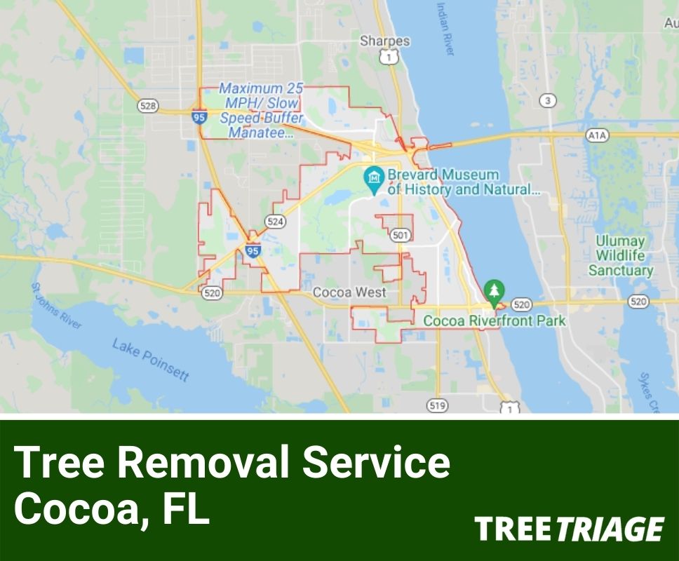 Tree Removal Service Cocoa, FL-1