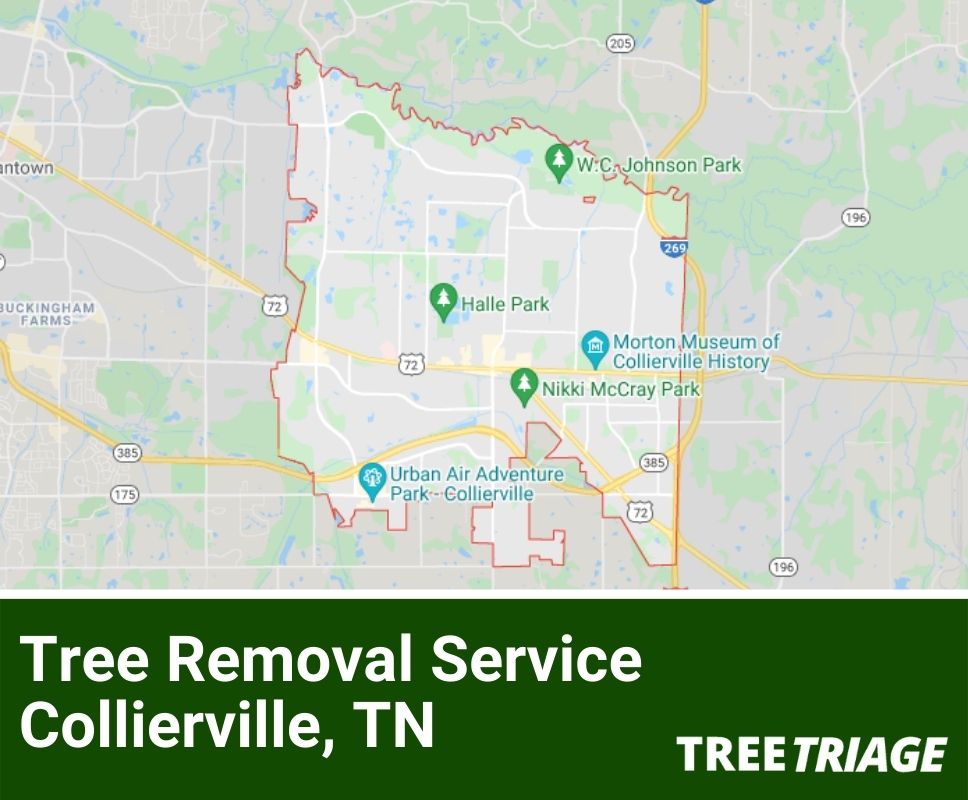 Tree Removal Service Collierville, TN-1(1)