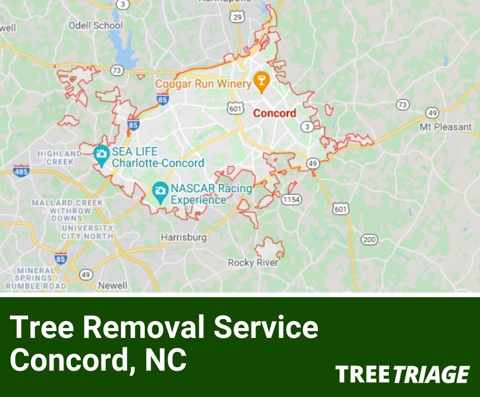 Tree Removal Service Concord, NC-1