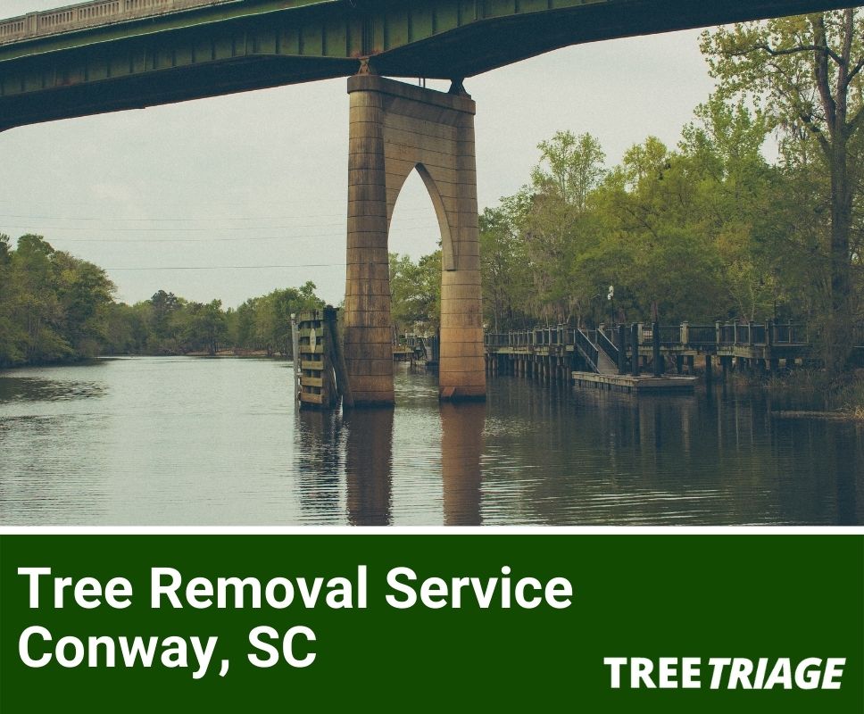 Tree Removal Service Conway, SC-1