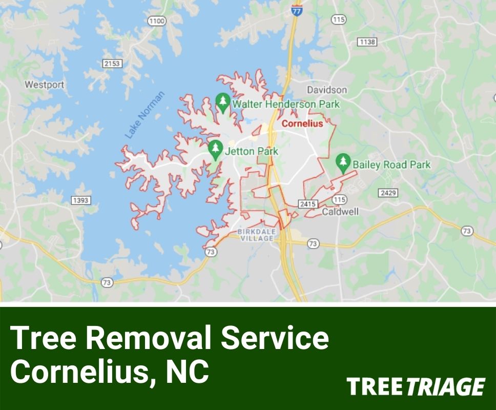 Tree Removal Service Cornelius, NC-1