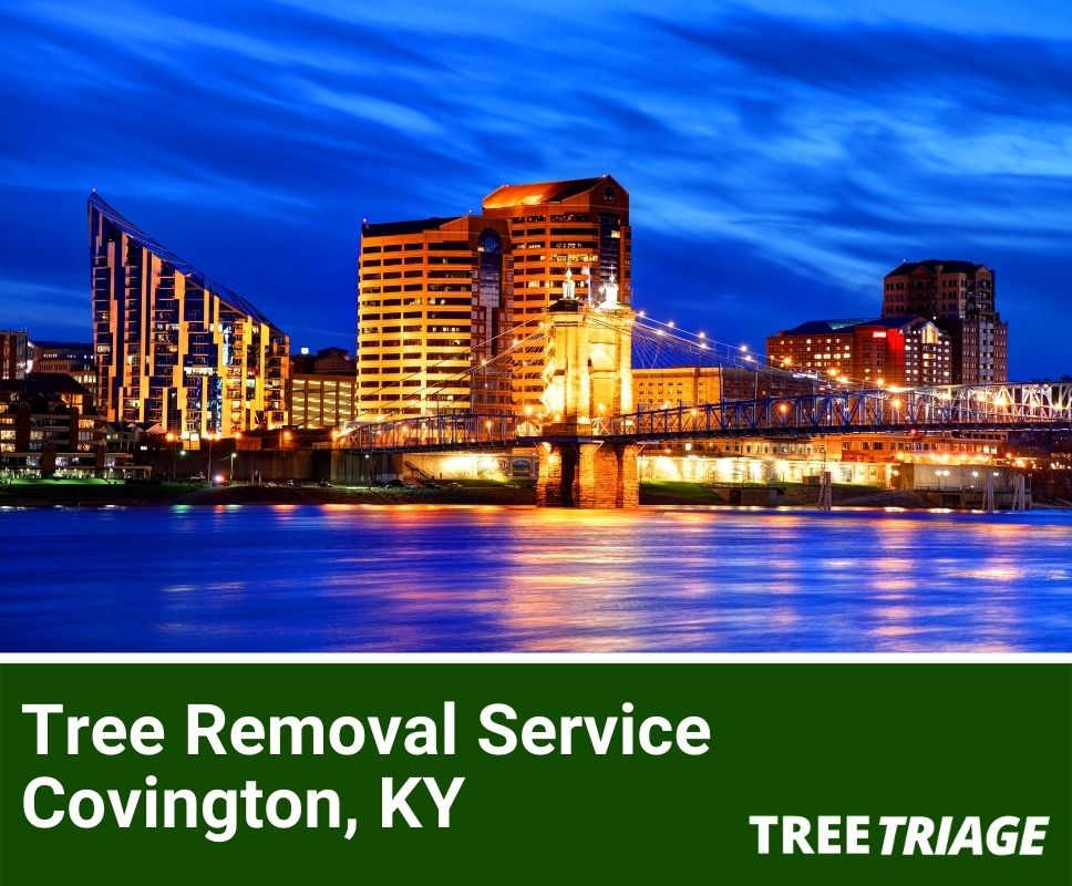 Tree Removal Service Covington, KY-1